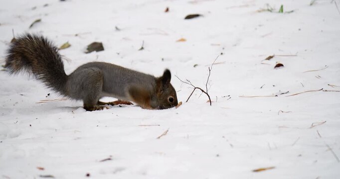 A small squirrel is actively foraging in a snowy landscape, demonstrating its agility and curiosity, with a fluffy tail and soft fur, embodying the beauty and resilience of wildlife in winter