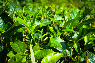 Tea leaves in closeup photo. Fresh Green tea tree leaves in eco herbal farm. Tree tea plantations in morning sunlight. Drinking organic relax heath plant. Green tea trees with two leaves and a bud