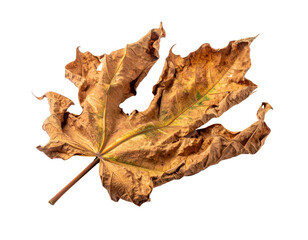 Naklejka premium A close-up of a dried, brown maple leaf showcasing intricate textures and detailed veins.