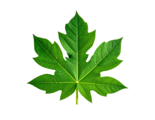 A vibrant green papaya leaf showcasing intricate vein patterns and a distinctive shape.