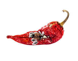 A dried red chili pepper exhibiting signs of mold and decay.