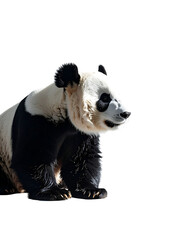 Obraz premium A large, seated giant panda, predominantly black and white fur, viewed in profile against a pure black background, illuminated by sunlight