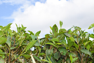 Tea leaves in closeup photo. Fresh Green tea tree leaves in eco herbal farm. Tree tea plantations in morning sunlight. Drinking organic relax heath plant. Green tea trees with two leaves and a bud