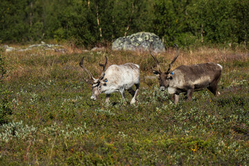 reindeer in the tundra