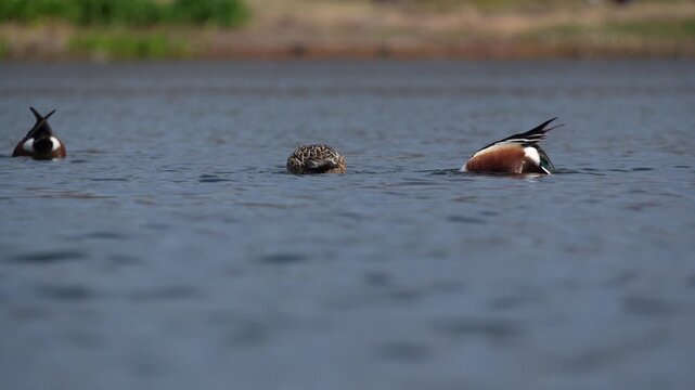 A flock of shoveler ducks is diving into the pond and feeding while spinning at 60fps.