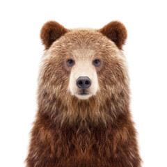 Obraz premium Realistic close-up portrait of a majestic bear against a plain background showcasing its detailed fur and captivating eyes