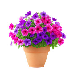 Vibrant multi-colored petunia flowers in a terracotta pot showcasing summer beauty and freshness in garden decor