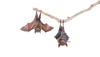 Halloween concept, two bats hanging with a dried tree, isolated on transparent background