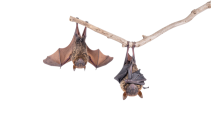 Halloween concept, two bats hanging with a dried tree, isolated on transparent background