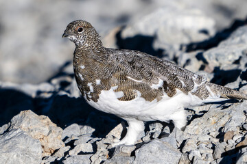 Pernice bianca ( Lagopus muta )