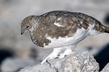 Pernice bianca ( Lagopus muta )