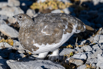 Pernice bianca ( Lagopus muta )