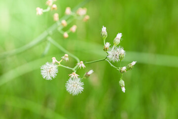 A serene close up of delicate wildflowers swaying gently in a vibrant green meadow. The soft sunlight enhances the tranquil and refreshing ambiance of spring.