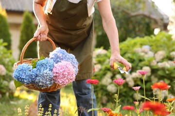 Senior woman pruning zinnia flowers with secateurs in garden, closeup