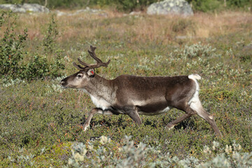 reindeer in the tundra