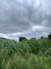 Sommergewitter - graue, dunkle Wolken über einem frischen und grünen Maisfeld in...