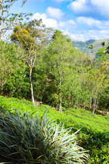 Majestic Landscapes of Sri Lanka. Breathtaking Beauty Capturing the Serene Essence of Nature in Stunning Landscapes. A Journey Through Picturesque Nature Landscapes. The beauty of Nature’s Landscape