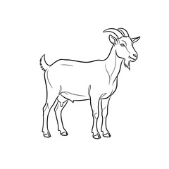 Obraz premium Line art illustration of a goat standing on a transparent background 