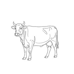 Fototapeta premium Line drawing of a standing cow with curved horns on transparent background 