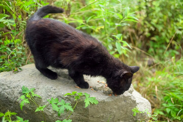 Black cat exploring nature in a green environment.