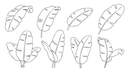 Collection of elegant banana leaves isolated on detailed sketch artistic rendering silhouette