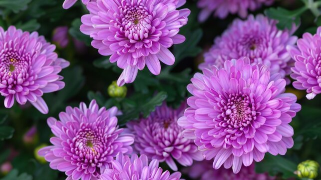 Pink chrysanthemum petals glow brightly in soft detailed close-up.