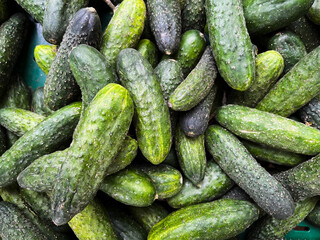 Fresh Cucumbers Filling the Frame, Full Background
