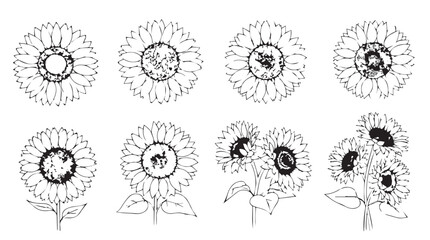 Collection of detailed sunflower line drawings perfect for botanical art and floral design elements silhouette