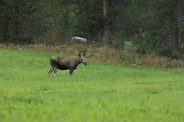 Elch, Elche, Elchkuh, Herde, Elchherde, Hirsch, Hirschart, Wald, Tundra, Norwegen, Lofoten,...