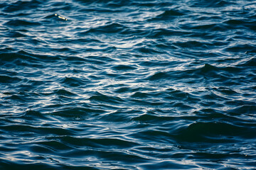 Fototapeta premium Calm blue sea surface with gentle ripples.