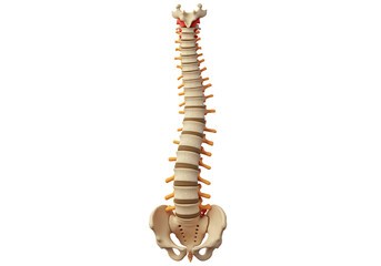 Obraz premium Anatomical model of the human spine and pelvis isolated on transparent background