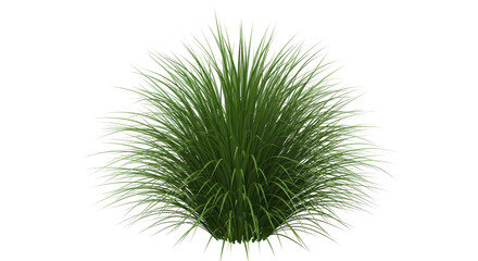 Isolated ornamental grass plant for landscape design in garden decoration, green foliage