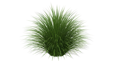 Isolated ornamental grass plant for landscape design in garden decoration, green foliage