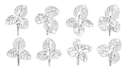Set of delicate botanical line drawings of strawberry plants for natural design elements silhouette