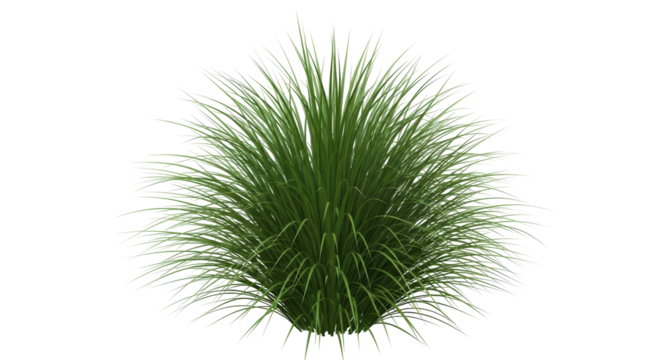 Isolated ornamental grass plant for landscape design in garden decoration, green foliage