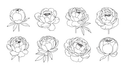 Elegant floral line art collection featuring delicate peony blossoms in various stages of bloom silhouette