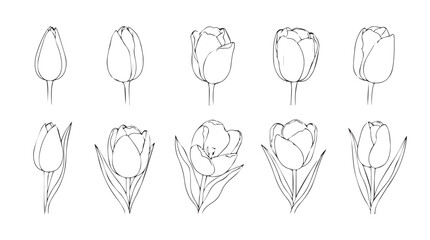 Collection of hand drawn line art tulips showing various stages of bloom and bud development silhouette