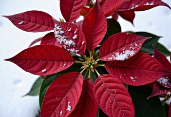 Vibrant Red Poinsettia Leaves Accented with Fresh Snowflakes Against a Wintery Backdrop Highlight Seasonal Beauty