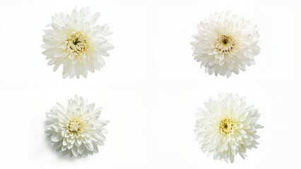Obraz premium Four white flowers on a background layers style illustration scene movement backgrounds emotion figure elements design expression depth creative motion cartoonish frame gesture composition