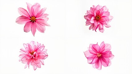 Pink flowers on a white background cartoonish composition expression backgrounds gesture scene movement elements style frame depth figure design colorful emotion motion illustration