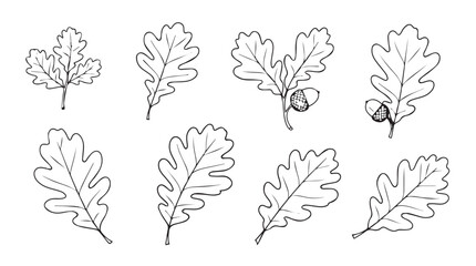 Collection of hand-drawn oak leaves and acorns botanical elements for natural design silhouette © Pias