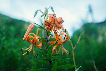 Vibrant orange lilies in a lush green garden.