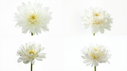 Fototapeta premium Four white flowers on a background motion figure cartoonish creative layers movement design elements style frame expression scene emotion gesture illustration backgrounds composition