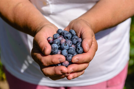 Blueberry. Farmer with harvested blueberries. Farm fresh produce from the garden, organic farming and bio food concept.