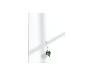 Minimalist image of a single, heart-shaped leaf on a twig, cast against a bright white background with strong window light creating shadows