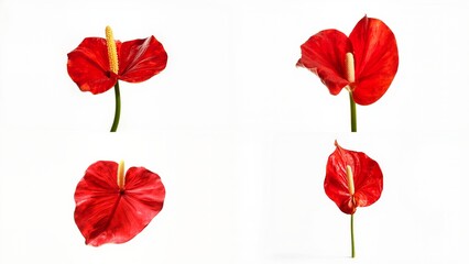 Four images of a flower on white background colorful elements style expression cartoonish emotion composition illustration design backgrounds movement layers frame creative motion gesture