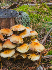 Cluster of Sulphur Tuft Mushrooms (Hypholoma fasciculare) on Mossy Tree Stump