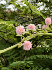 Close Up of Pink Wildflowers Blooming on Green Branch Outdoors