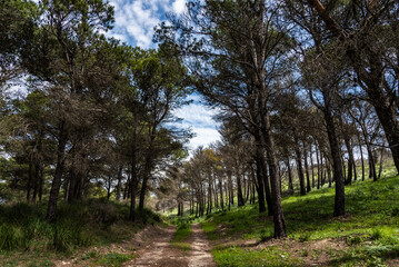 Fototapeta premium Beautiful spring landscape view from the north of Tunisia