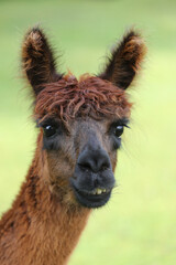 Fototapeta premium Alpaca portrait